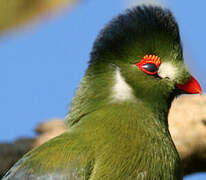 White-cheeked Turaco