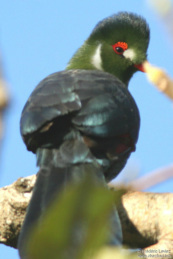 Touraco à joues blanchesadulte