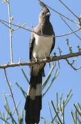 White-bellied Go-away-bird