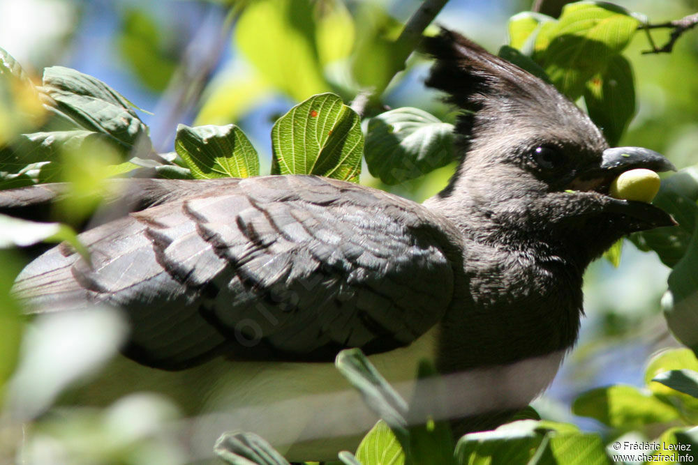 White-bellied Go-away-birdadult, identification, feeding habits