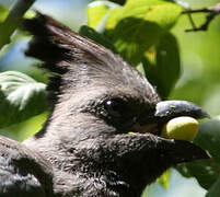 White-bellied Go-away-bird