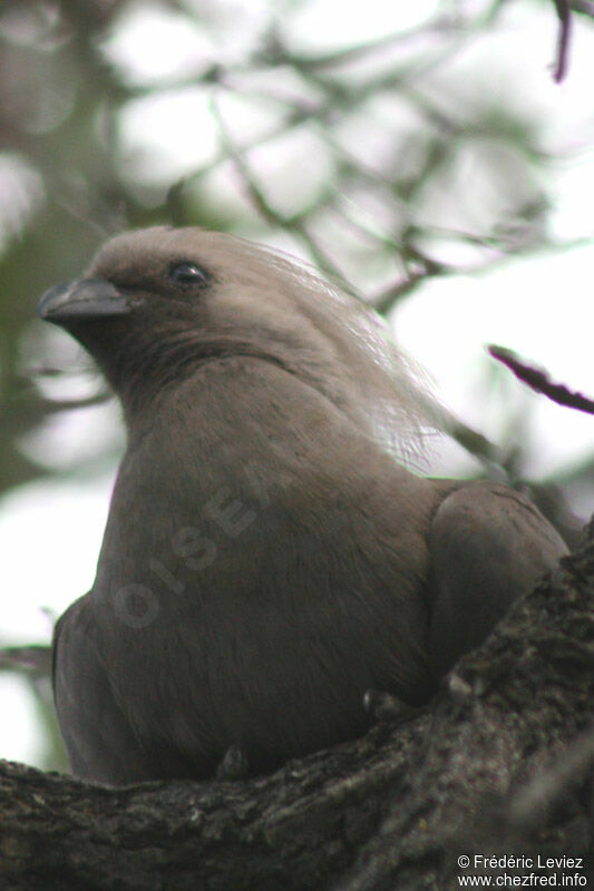 Touraco concoloreadulte