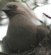 Grey Go-away-bird