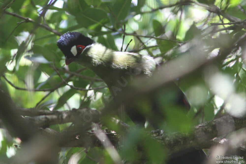 Touraco de Hartlaubadulte, identification