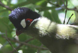 Hartlaub's Turaco