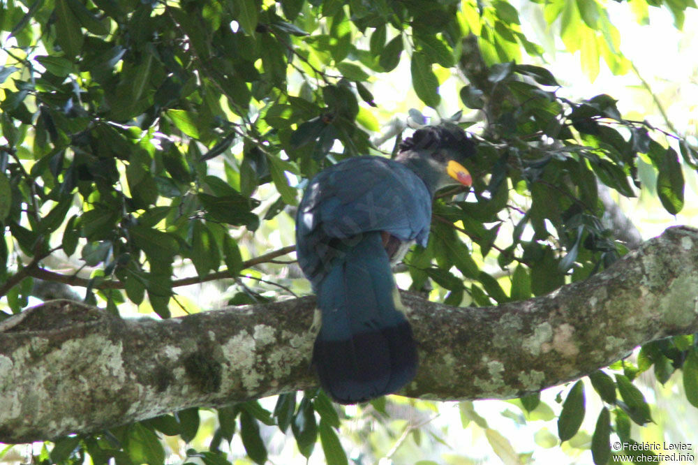 Touraco géantadulte, identification