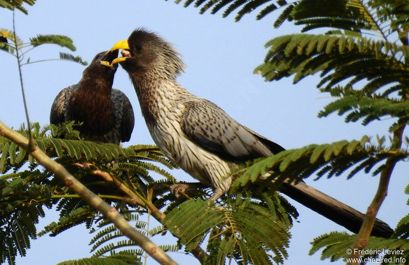 Western Plantain-eater