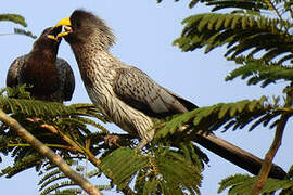 Western Plantain-eater