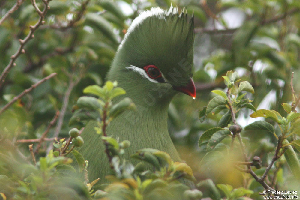 Touraco louriadulte, identification