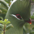 Touraco louri