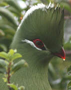 Knysna Turaco