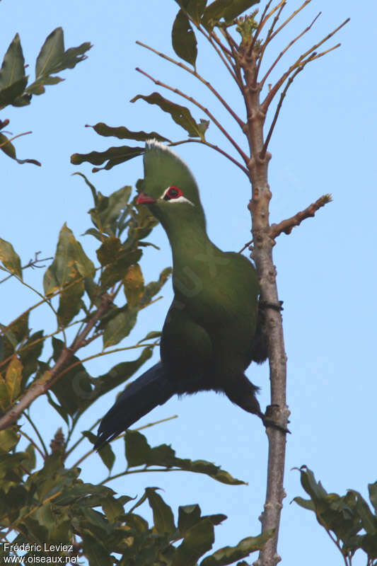 Touraco louriadulte, identification