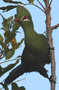 Knysna Turaco