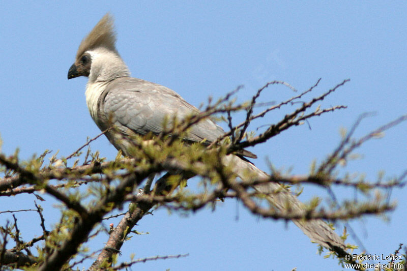 Bare-faced Go-away-birdadult