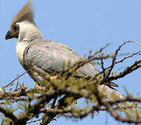 Bare-faced Go-away-bird