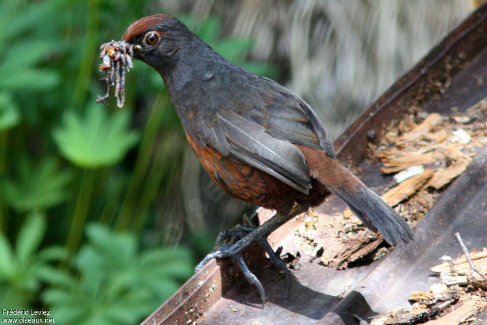 Black-throated Huet-huetadult, identification