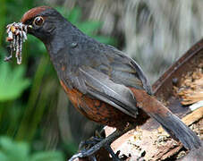 Black-throated Huet-huet