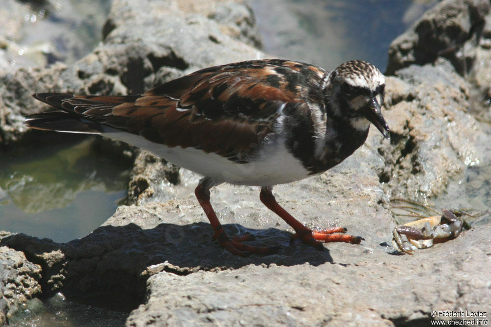 Tournepierre à collieradulte, identification