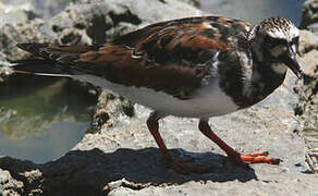 Ruddy Turnstone