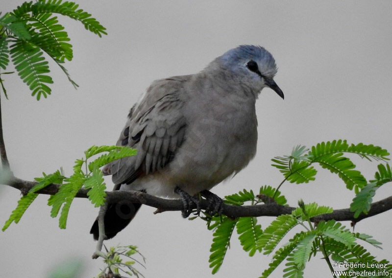 Tourtelette d'Abyssinieadulte, identification, portrait