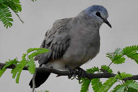 Black-billed Wood Dove