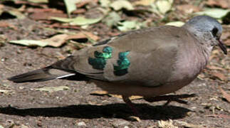 Emerald-spotted Wood Dove