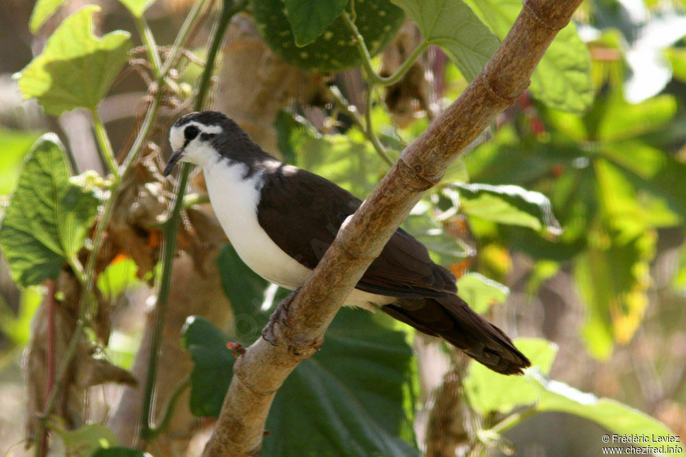 Tambourine Dove male adult