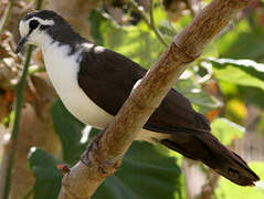 Tambourine Dove