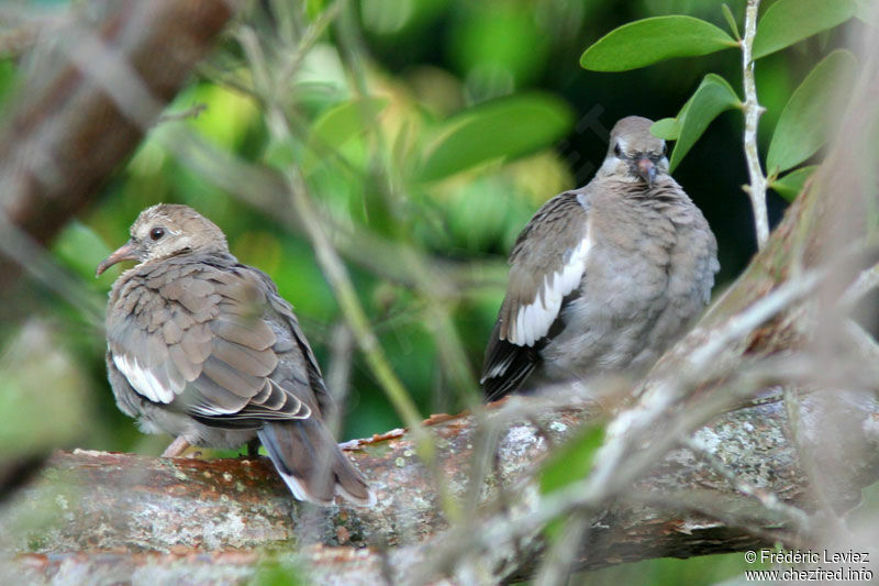 White-winged Dove 