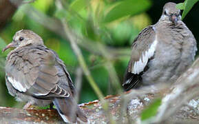 White-winged Dove