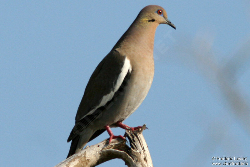 White-winged Doveadult