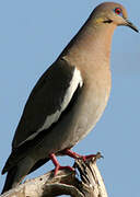 White-winged Dove