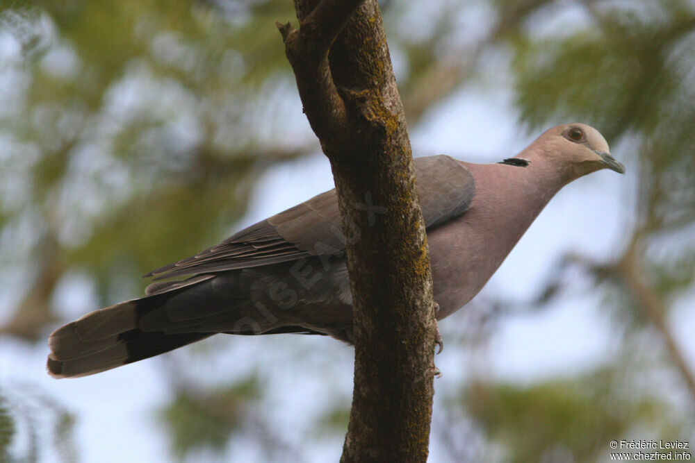 Red-eyed Doveadult, identification