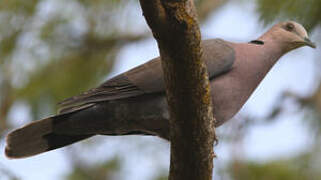 Red-eyed Dove