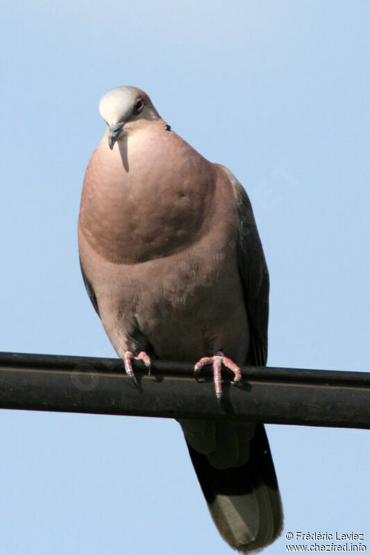 Red-eyed Doveadult