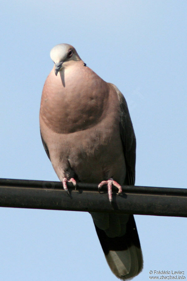 Red-eyed Doveadult