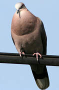 Red-eyed Dove