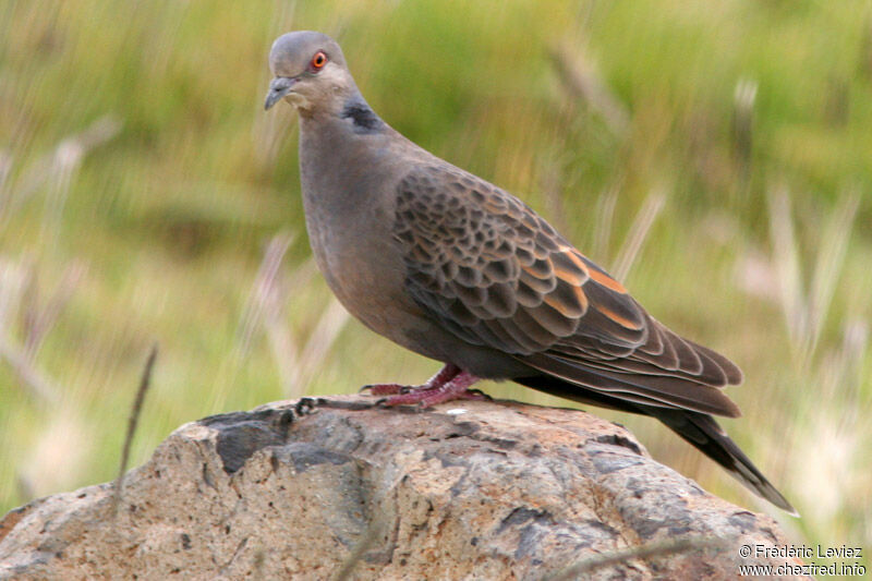 Dusky Turtle Doveadult, identification