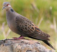 Dusky Turtle Dove