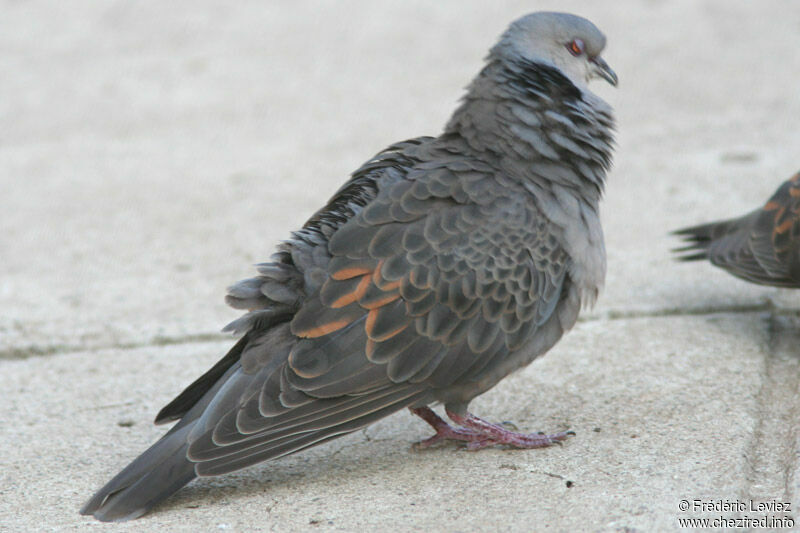 Dusky Turtle Dove male adult