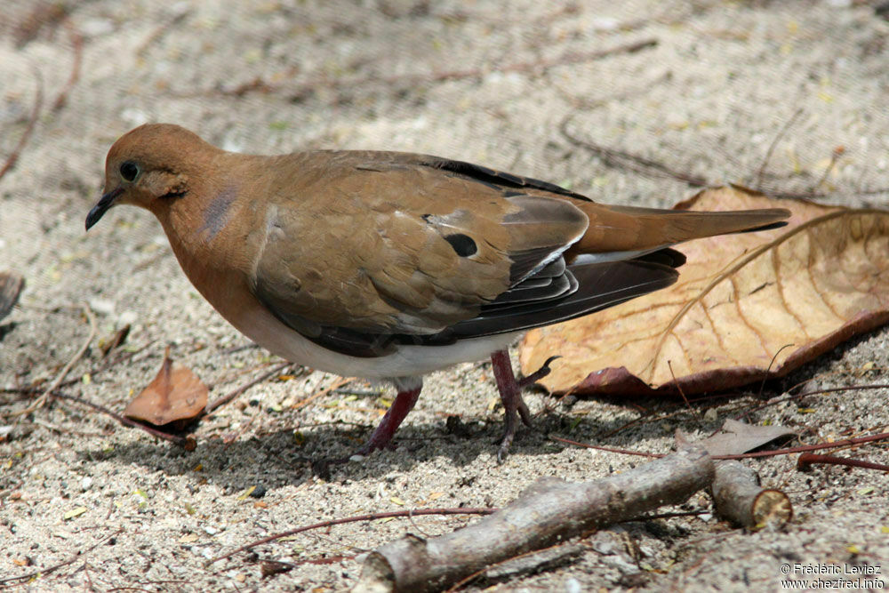 Zenaida Doveadult, identification