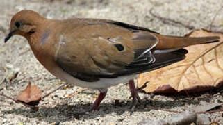 Zenaida Dove