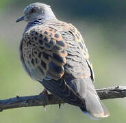 European Turtle Dove