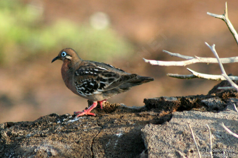 Tourterelle des Galapagosadulte