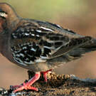 Tourterelle des Galapagos