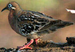 Tourterelle des Galapagos