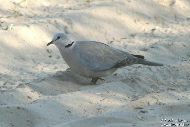 Ring-necked Doveadult