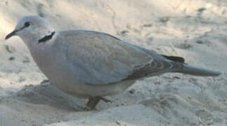 Ring-necked Dove