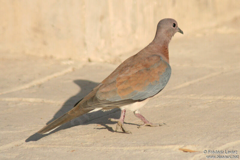 Laughing Dove