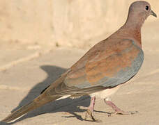 Laughing Dove